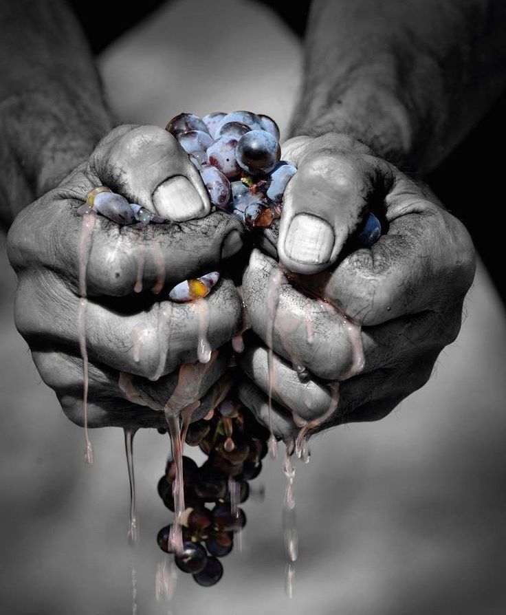 Premium Special | Vintages Collection